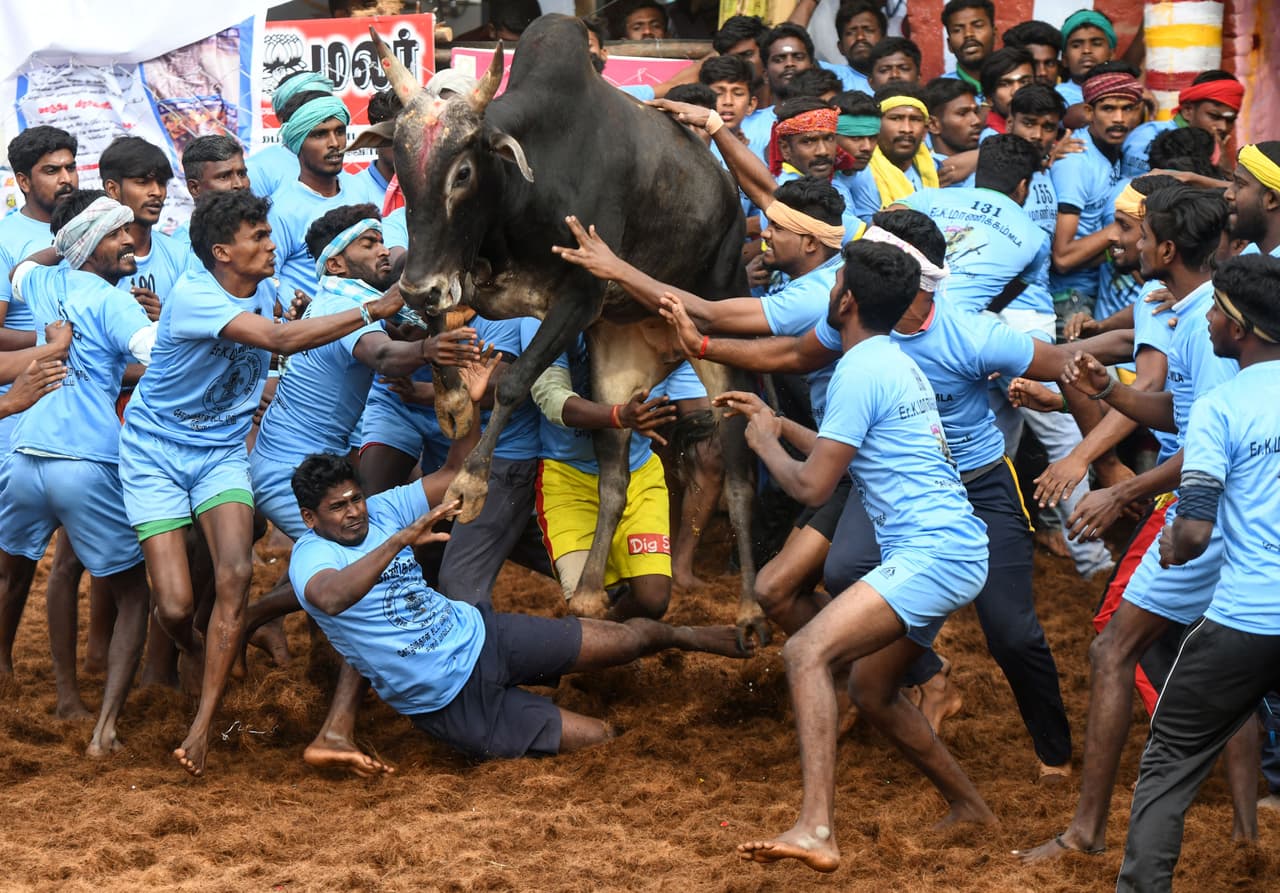 El evento se organiza durante las celebraciones de Maatu Pongal, un día dedicado al ganado en India.