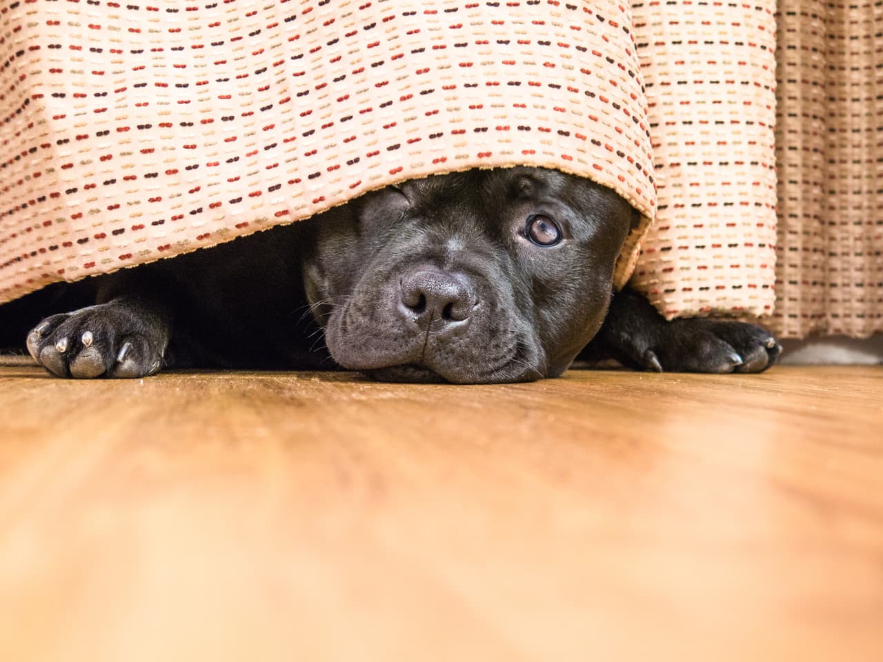 Condado de Kern ofrece adopción de mascotas sin costo durante agosto