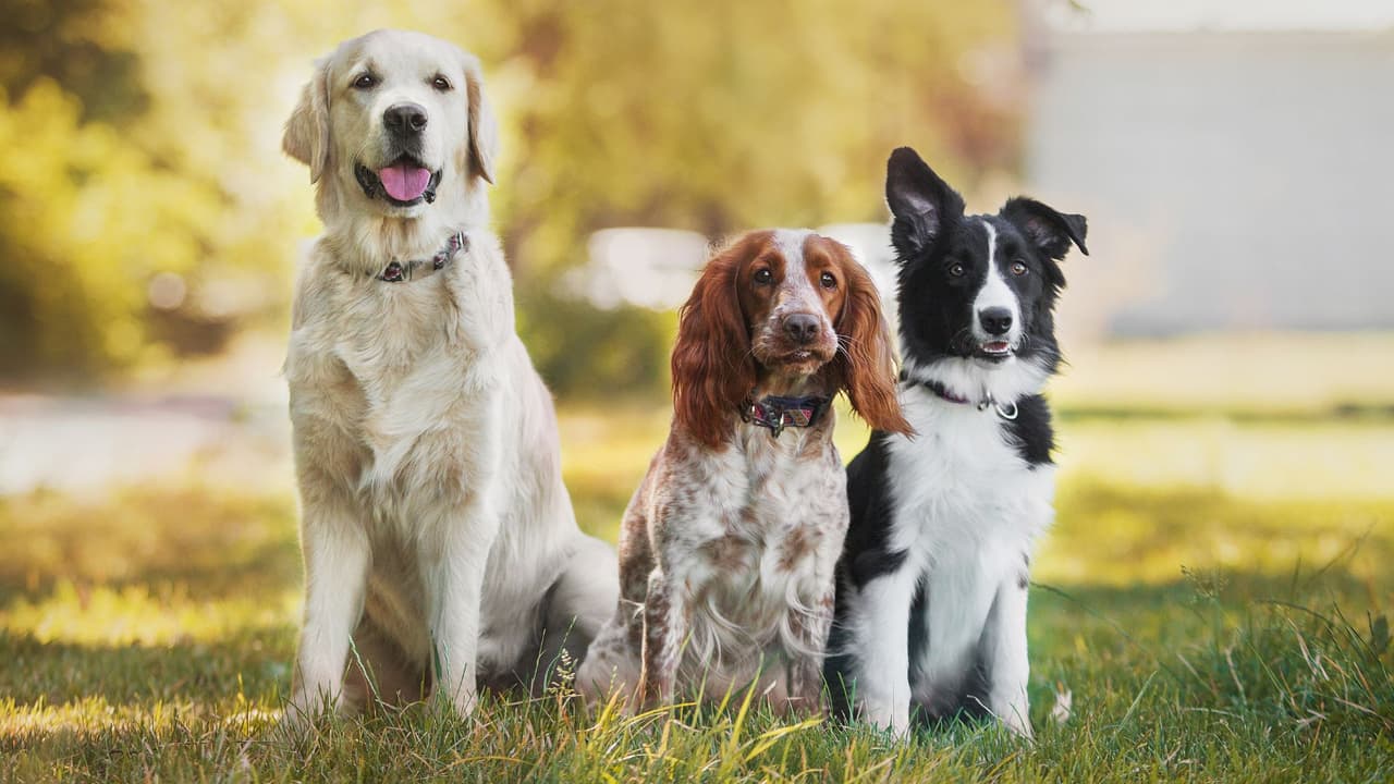 Si vives en Austin o el condado de Travis y tienes un gato o un perro sin esterilizar, 
<b>esta semana tienes una oportunidad valiosa para cuidar de tu mascota sin costo alguno. </b>
<a href="https://www.austintexas.gov/event/free-community-spayneuter-clinic-clinica-comunitaria-gratuita-de-esterilizacion-0" target="_blank">El Centro de Animales de Austin (Austin Animal Center)</a>, en colaboración con 
<a href="https://greatergood.org/?_gl=1*5ibn6d*_up*MQ..*_gs*MQ..&gclid=CjwKCAjwv5zEBhBwEiwAOg2YKD7uTKybiVcCJwiEYxsT8HnzkAmIlibf485PR-oMvLRulPGCF-_LtBoCjCYQAvD_BwE&gbraid=0AAAAADC0g0LcEOdmiG5C1mYXCXJRHmiV4" target="_blank">la organización Greater Good Charities</a>, ofrece 
<b>una clínica gratuita de esterilización y castración de alta calidad</b> desde este lunes 28 de julio hasta el viernes 1 de agosto en 
<a href="https://g.co/kgs/WjJVHGJ" target="_blank">el famoso Circuit of the Americas (COTA), al sureste de la ciudad (9201 Circuit of the Americas Blvd, Del Valle) </a>