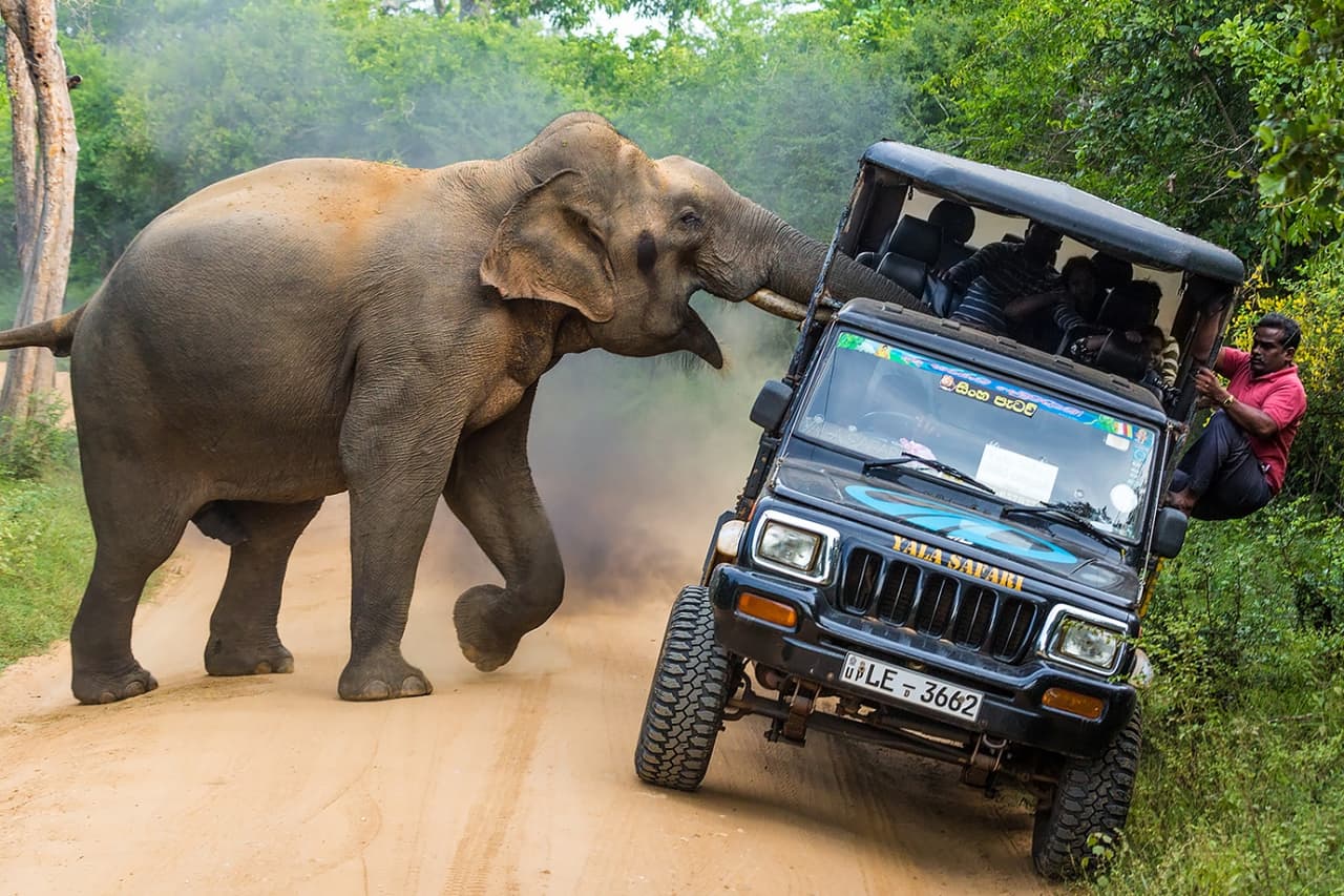 <b>‘¡Esta es mi jungla!’</b>
<br>
<br>Segundo lugar en la categoría ‘viajes y aventuras’. “Un elefante salvaje ataca un 'jeep' lleno de gente”, dijo el concurso sobre esta foto. “Debemos respetar la naturaleza y preocuparnos más por ella, pero también debemos evitar ser imprudentes y correr riesgos innecesarios”, agregó.
<br>
<br>El Premio Internacional de Fotografía Siena es uno de los tres galardones organizados cada año por 
<i>Art Photo Travel</i>, una organización global que promueve iniciativas artísticas, culturales y de conservación del medio ambiente.