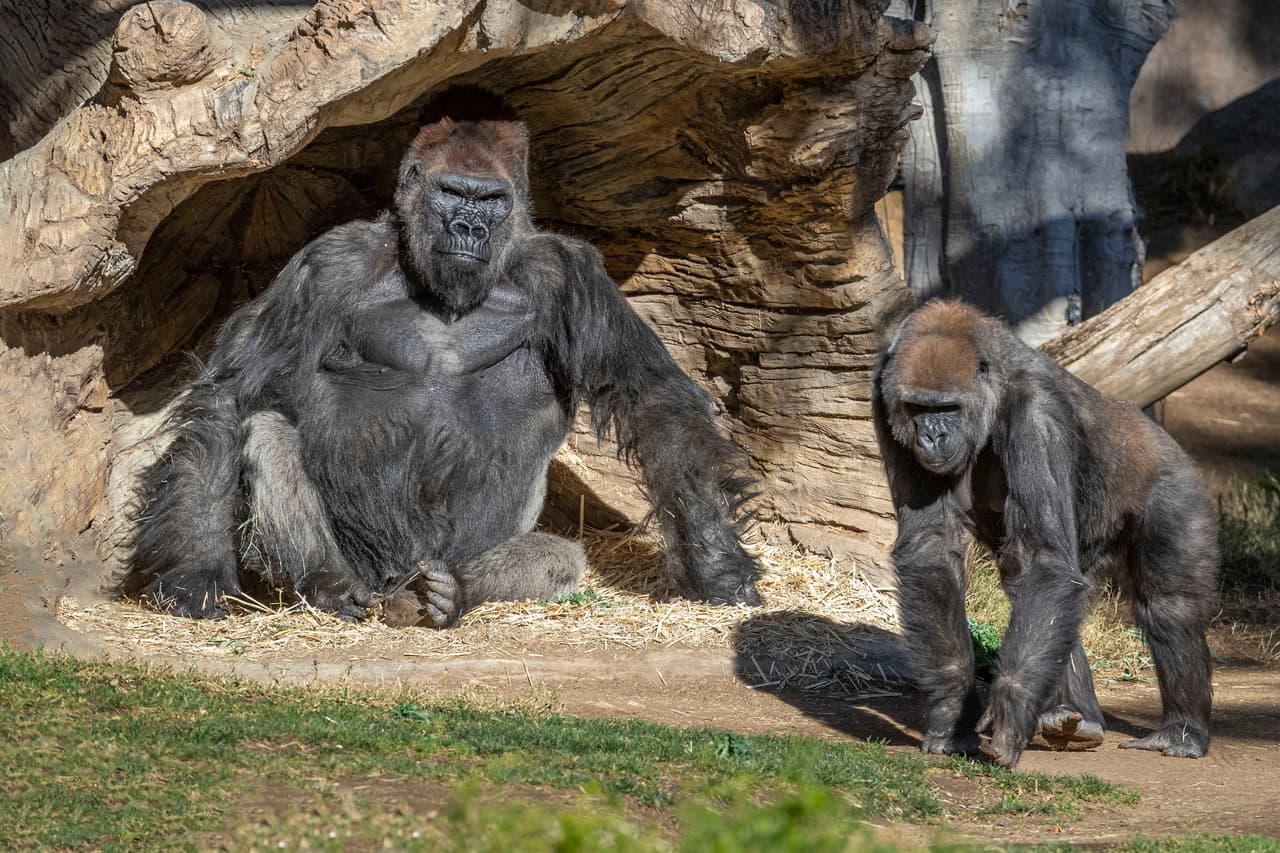 Hasta los 
<a href="https://www.univision.com/local/los-angeles-kmex/gorilas-del-zoologico-de-san-diego-california-pueden-ser-lo-primeros-primates-contagiados-con-el-virus">gorilas del zoologico de San Diego</a> dieron positivos con coronavirus y aunque se recuperaron del virus, la infección de los primates fue una muestra más de los peligros del virus.
<br>
