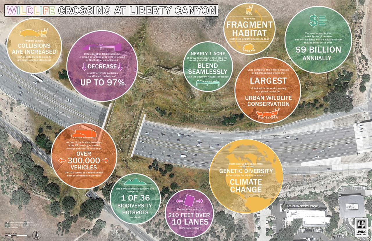 De acuerdo con los detalles ofrecidos por 
<i>Living Habitats LLC y la National Wildlife Federation,</i> con hasta 300,000 autos que pasan diariamente por la autopista, el cruce también contará con casi un acre de vegetación nativa para que pueda sustentar la vida silvestre y proporcionar el hábitat, refugio, comida y agua que las diferentes especies necesitan para sobrevivir.
<br>