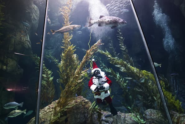 En el evento podrás ver a Santa como un buzo, nadando entre peces y algas en la gigantesca pecera del popular acuario.