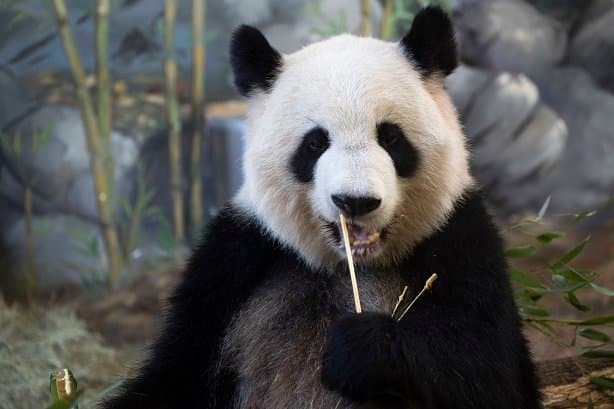 <b><a href="https://zooatlanta.org/">Zoo Atlanta</a></b>. Ubicado en el histórico Grant Park, Zoo Atlanta presenta más de 200 especies de animales de las llanuras africanas y los bosques asiáticos. Mira el hábitat de gorilas más grande del país o visita a los pandas juguetones y a los adorables reptiles y anfibios.