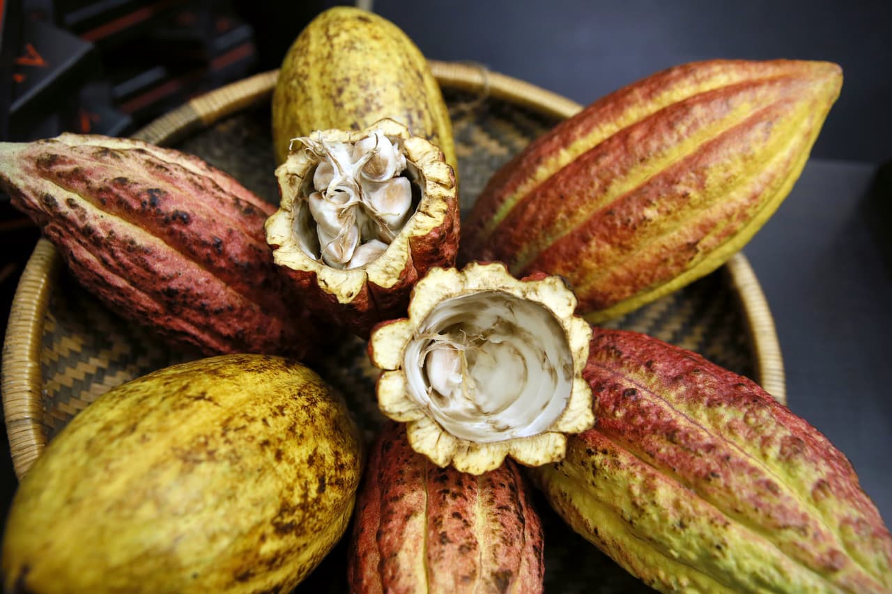 El cacao, no el chocolate, es el aliado de tu salud