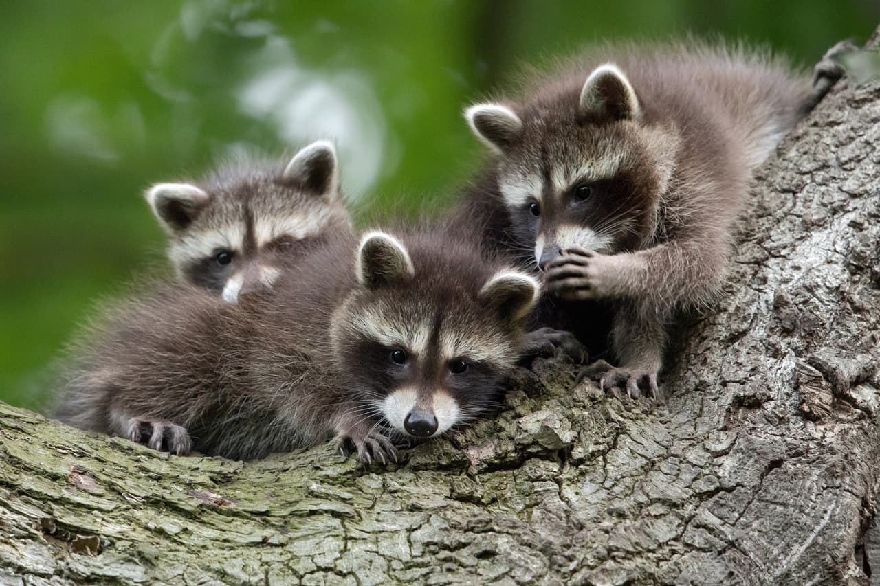 <b>‘Susurros chinos’</b>
<br>
<br>“Los pequeños cachorros de mapache se cuentan secretos entre sí”, contó el autor de la fotografía tomada en Kassel, Alemania.