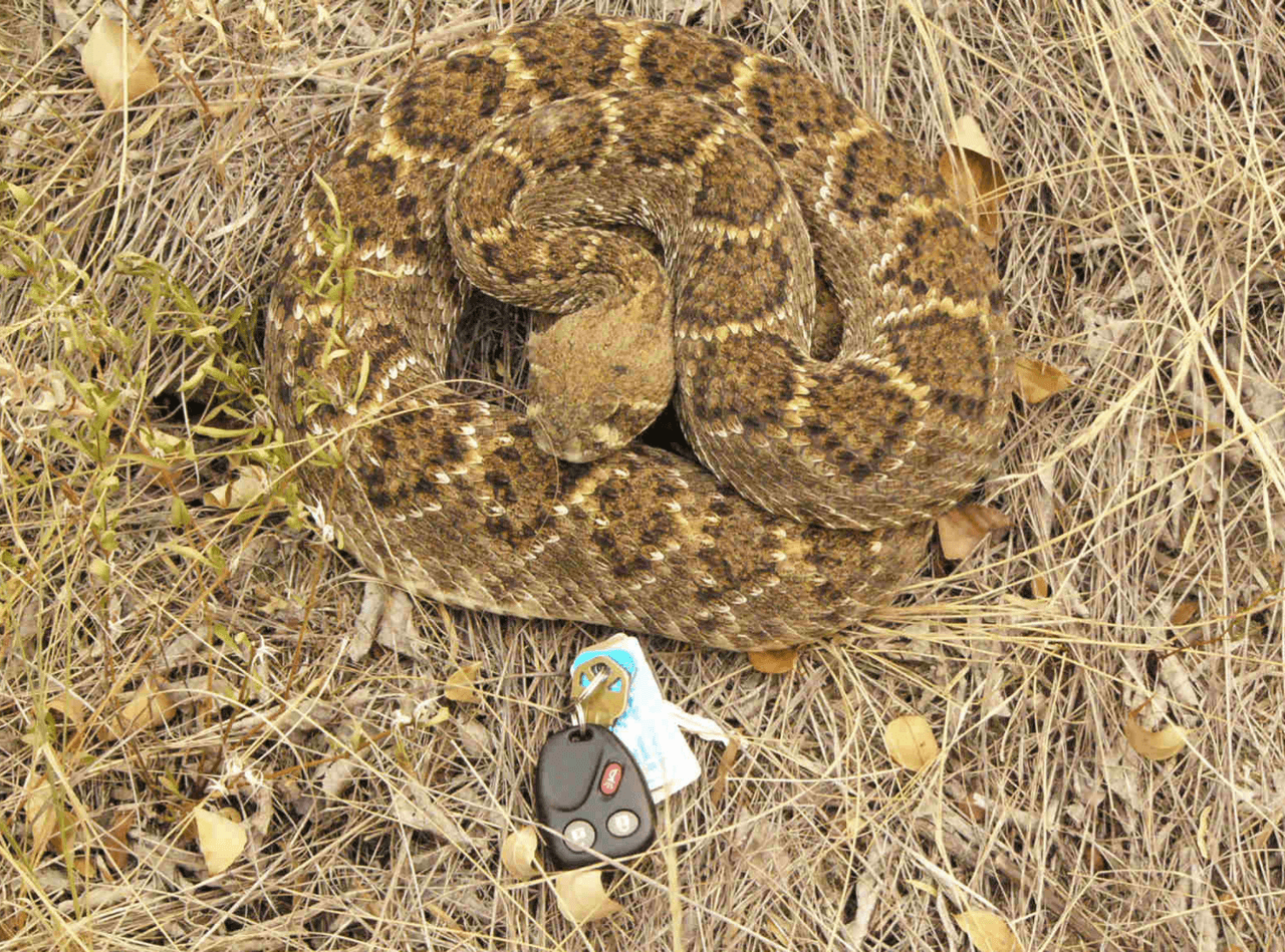La Serpiente de Cascabel también se encuentra en la lista de las serpientes venenosas. 
<br>
<br>Autoridades dicen que las temperaturas cálidas y las recientes lluvias pueden provocar que los hogares de algunas serpientes se vuelvan inhabitables. 
<br>