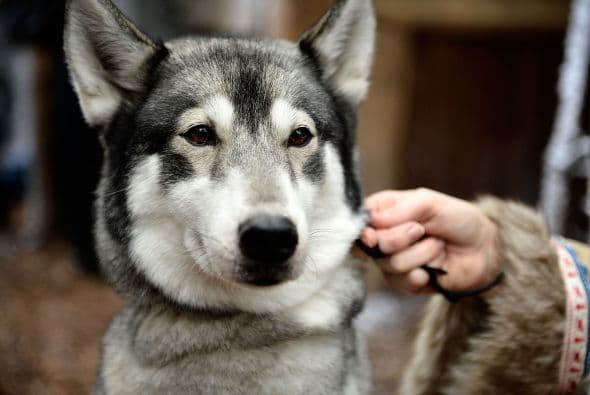 Coronavirus Vs. mascotas: lo que debe saber para cuidar a perros y gatos