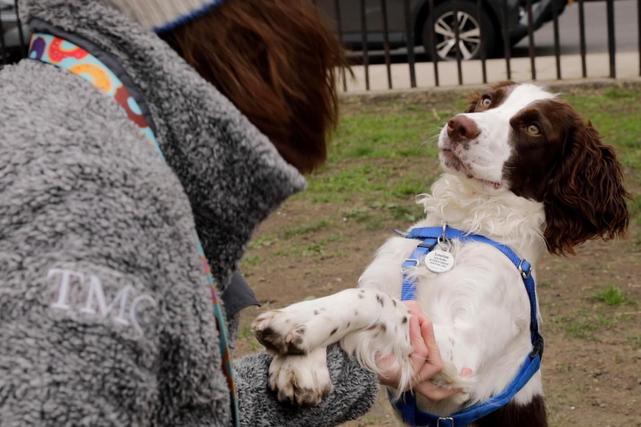 La personalidad de tu perro tiene poco que ver con su raza
