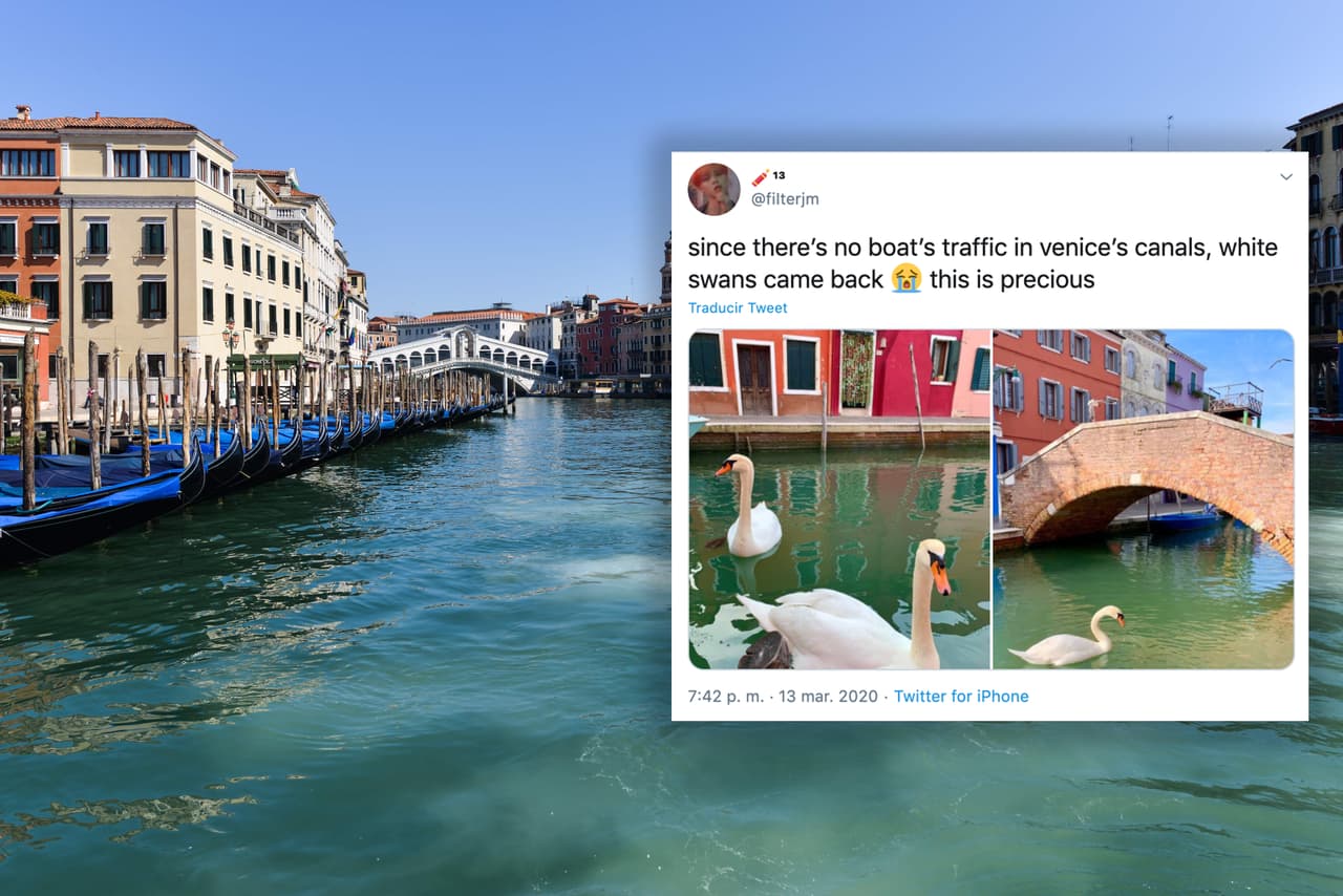 A principios de marzo, cuando apenas iniciaba la pandemia e Italia se convertía en uno de los países más afectados, se difundieron imágenes en las que cisnes y delfines se veían libremente en los canales de Venecia. Los usuarios que compartían las fotos las acompañaban con mensajes alusivos a que la naturaleza estaba recuperando sus espacios. Un reportaje de National Geographic demostró que las imágenes habían sido tomadas en Burano y Sardinia, que si bien están cerca, no son los canales de Venecia.