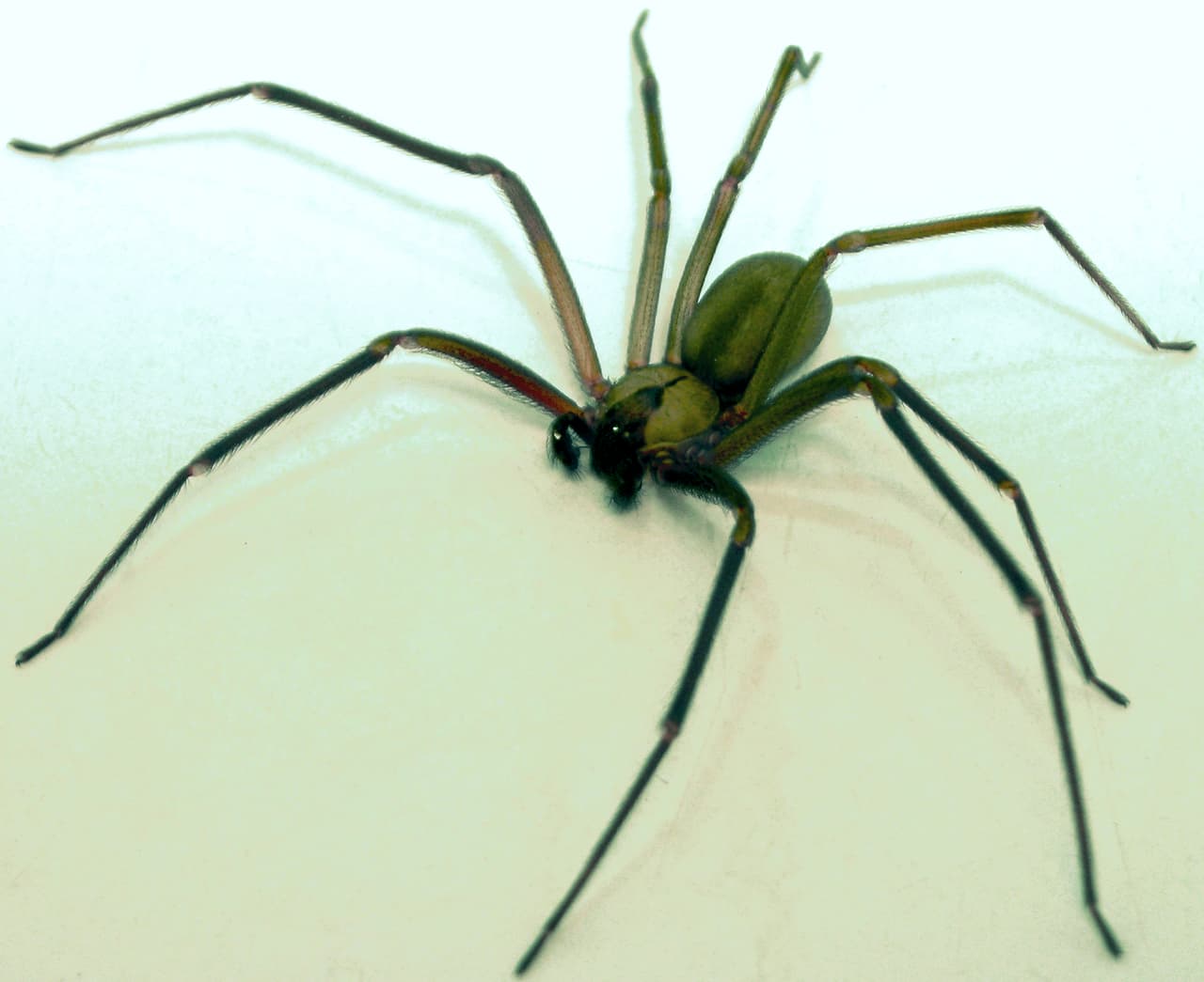 Si te pica una de estas arañas se recomienda que se lave el área con agua y jabón o un antiséptico. 
<br>También 
<b>existe un antiveneno para las picaduras de estos animales</b>, se usan en casos extremos.
<br>