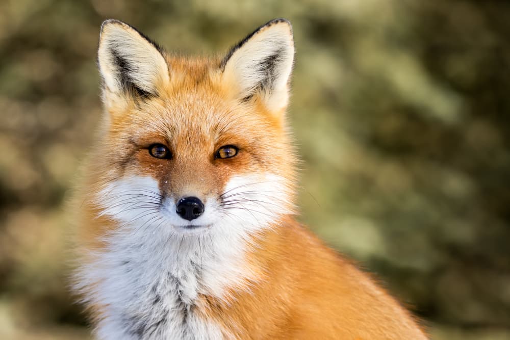 <b>ARIES</b>
<br>Es un signo con mucha autoconfianza, seguridad en sí mismo y muy astuto, inteligente, con mucha curiosidad, energía y sentido de aventura, como un 
<b>zorro</b>.