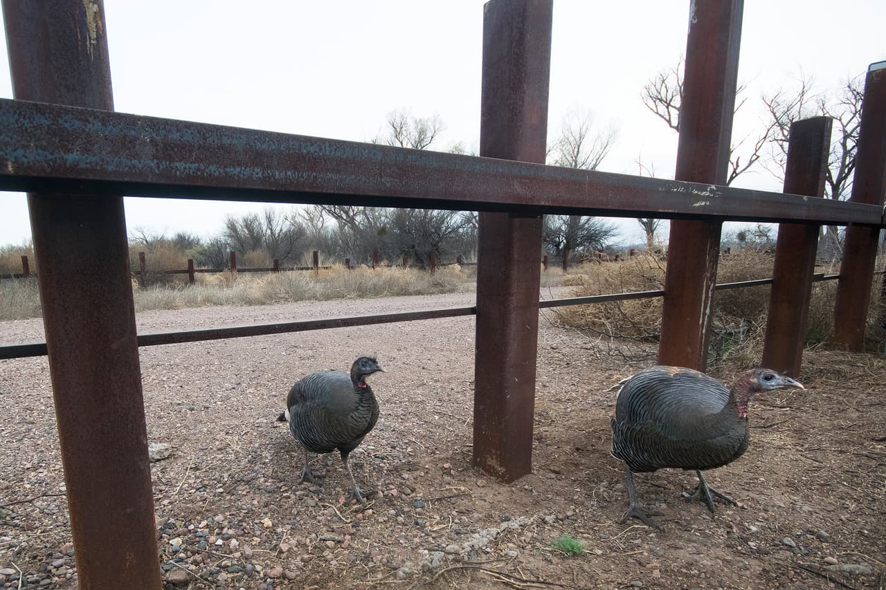 Pavos salvajes cruzando de México a Estados Unidos bajo la barrera vehicular, permeable para animales y personas. “Muchas veces pensamos que la frontera sólamente es un desierto, una zona árida, y esto es un error. Allí allí hay muchos diferentes tipos de ecosistemas con una biodiversidad tremenda”, contó el fotógrafo. 
<br>