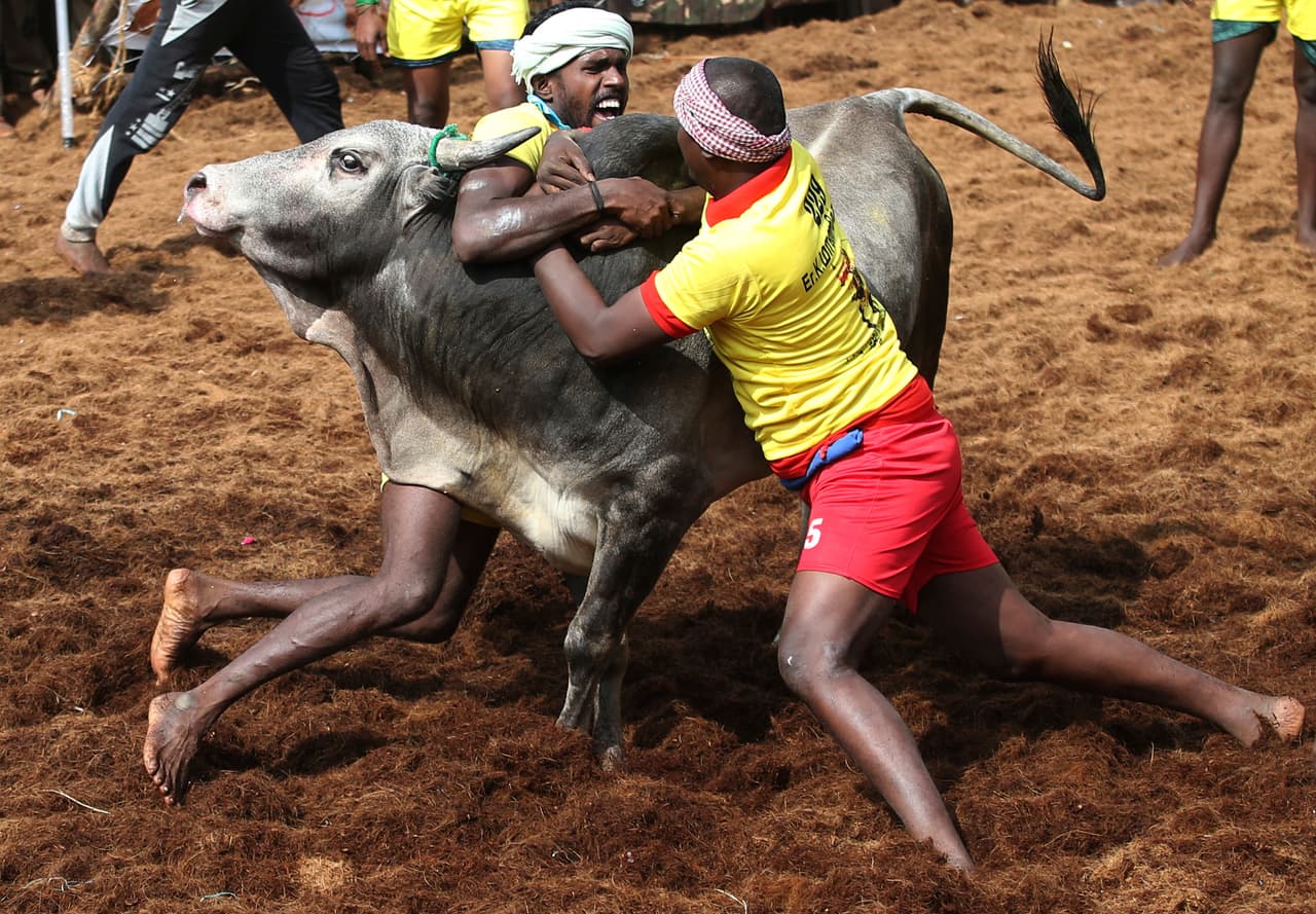 En el estado indio de Tamil Nadu, a unas 1,000 millas al sur de Nueva Dehli, la doma de toros salvajes por equipos se conoce como Jallikattu. Se juega cada enero como parte del festival de la cosecha Thai Pongal y este año unas 53 resultaron heridas en la polémica actividad.