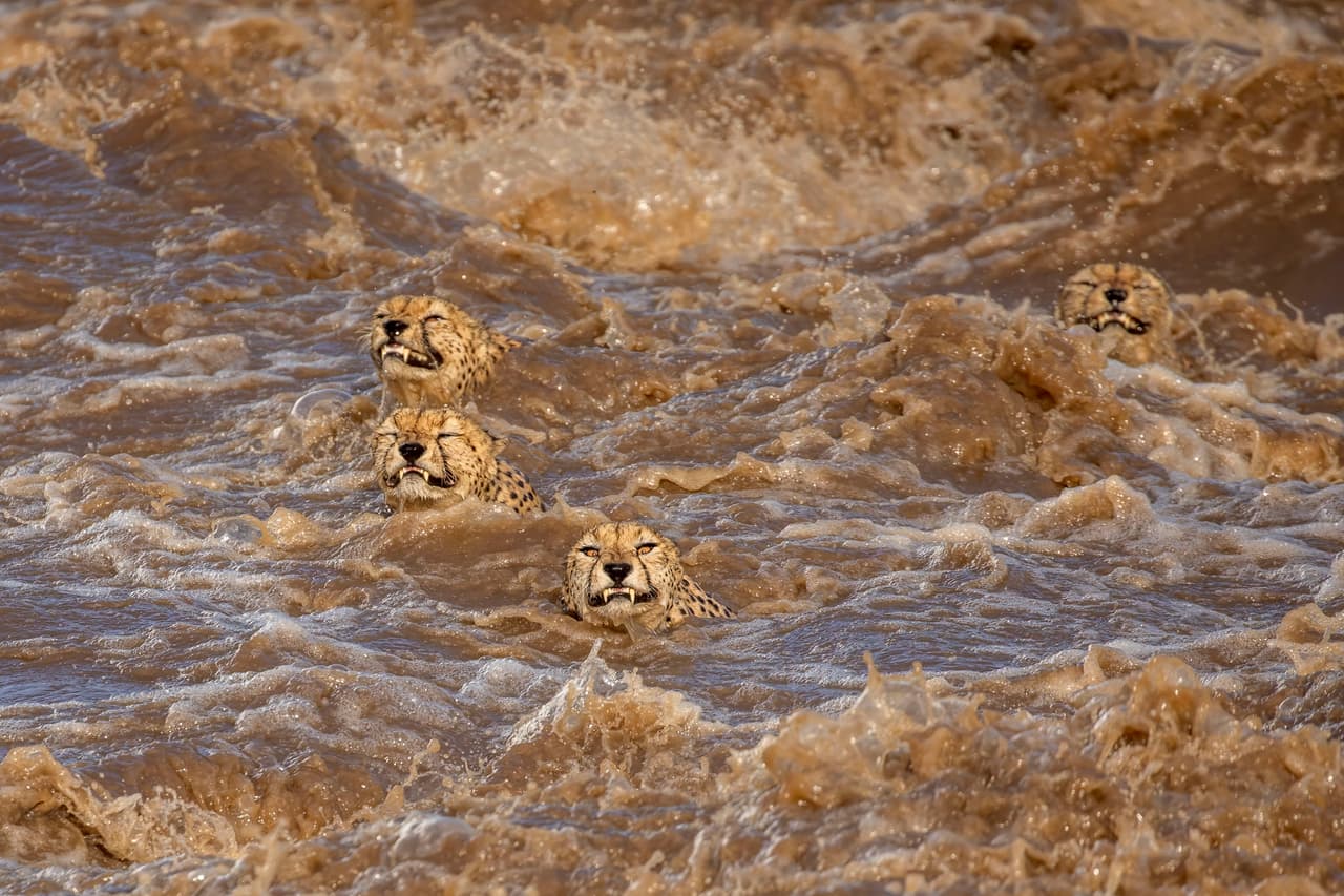 <b>‘Nadando en la turbulencia’</b>
<br>
<br>“Cinco guepardos machos buscaban cruzar este río de poderosas corrientes. Parecía una tarea condenada al fracaso y quedamos encantados cuando lo lograron”, explicó el autor de la foto. Ganó el primer lugar de la categoría ‘’vida salvaje’.
<br>