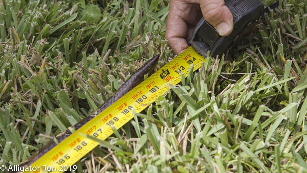 Esta 
<b>serpiente de casi 5 metros de largo (16 pies) y 1 diámetro de ancho</b>, "estaba debajo de un campamento y se le disparó”, comentó el experto conservacionista de los Everglades.