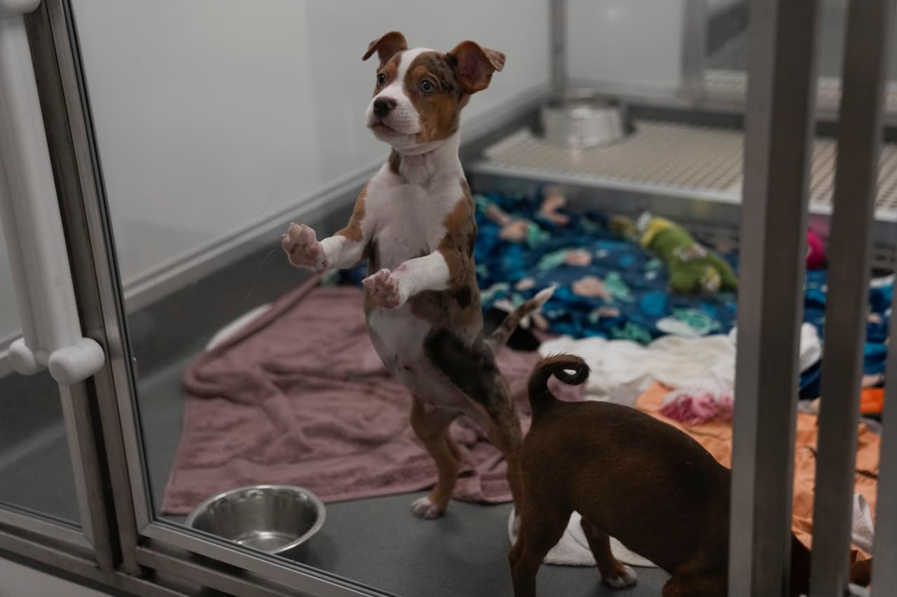 Los animales rescatados están siendo evaluados y, en pocos días, estarán listos para ser 
<b>adoptados o ubicados en hogares temporales. </b>Muchos de ellos son
<b> cachorros de tan solo seis semanas</b>, por lo que requieren cuidados especiales.