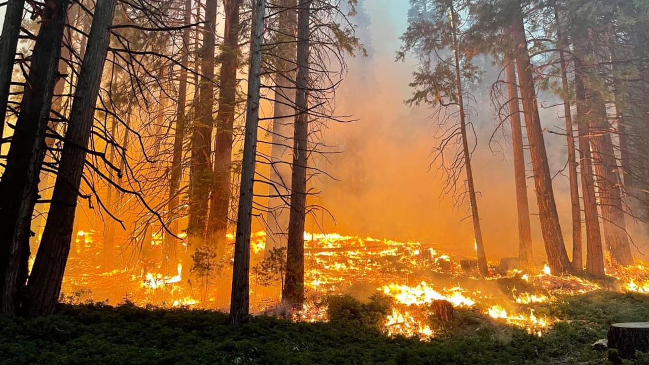 Durante el fin de semana, el incendio que afecta al Parque Nacional Yosemite duplicó su tamaño superando los 2,000 acres y poniendo en riesgo a las secuoyas gigantes, un grupo de árboles milenarios que solo crece en esta zona de California. Los bomberos están utilizando todas las herramientas para tratar de contener las llamas y resguardar la seguridad de estas plantas que han vivido por más de 2,000 años. 
<b>Lee aquí más sobre <a href="https://www.univision.com/noticias/medio-ambiente/incendio-forestaol-washburn-amenaza-secuoyas-gigantes-parque-nacional-yosemite-fotos?_gl=1*9l9qiy*_ga*ODY0OTAwMjYwLjE2NTc1ODYxNTM.*_ga_36LKB3355L*MTY1NzU4NjE1Mi4xLjEuMTY1NzU4NjE2OC40NA..&_ga=2.167157176.705081312.1657586153-864900260.1657586153" target="_blank">el incendio forestal en el Parque Nacional Yosemite</a>. </b>