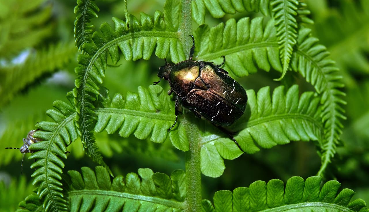 A veces se olvida es que los insectos son responsables de realizar miles de tareas claves para la vida del planeta importantes como la descomposición de material orgánico. ¿Sabías que los escarabajos han vivido en la Tierra desde hace aproximadamente 270 millones de años y que no todos pueden volar pero algunos pueden nadar?