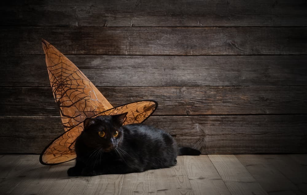 Es por ello que, desde la Edad Media, estos felinos son considerados “mágicos”. Se cree que poseen características místicas, que los hacían los mejores compañeros de las brujas. Por otro lado, se consideraba que las brujas, podían cambiar su forma humana y transformarse en un gato.
