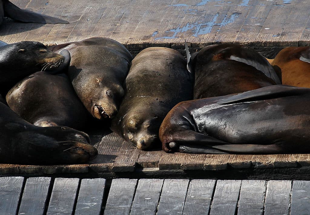 Resultó que el Muelle 39 ofrecía un ambiente ideal para estos leones marinos, con un suministro abundante de alimentos de la Bahía y un entorno protegido de los depredadores.