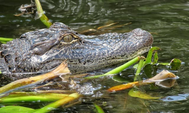Durante el invierno, es más probable ver un caimán en la superficie del agua en Florida pues prefieren 
<b>temperaturas cálidas para mantener su temperatura ideal.</b>