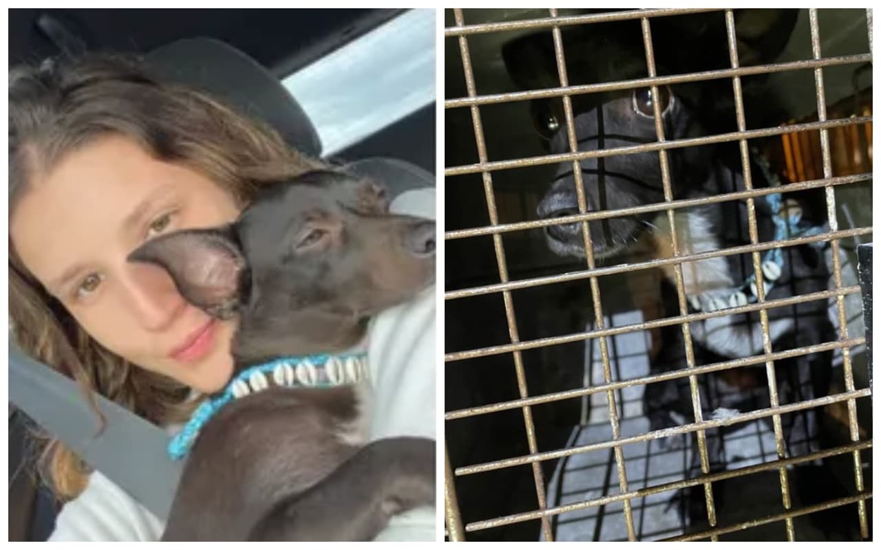 Encuentran a Maia, una perrita que estuvo perdida por varias semanas en el aeropuerto de Atlanta