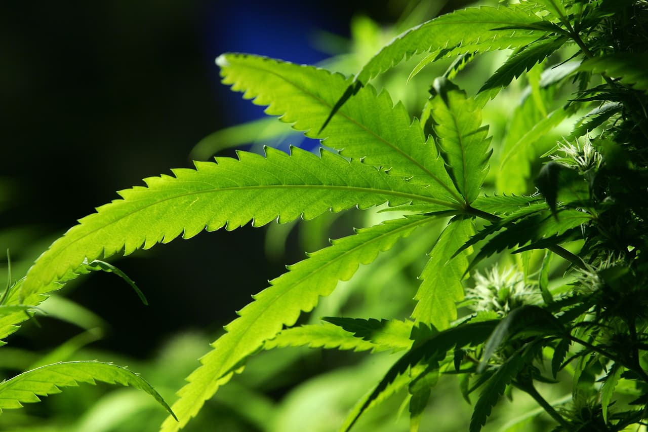 Demanda busca sacar la propuesta de la marihuana recreacional de la boleta electoral de Arizona