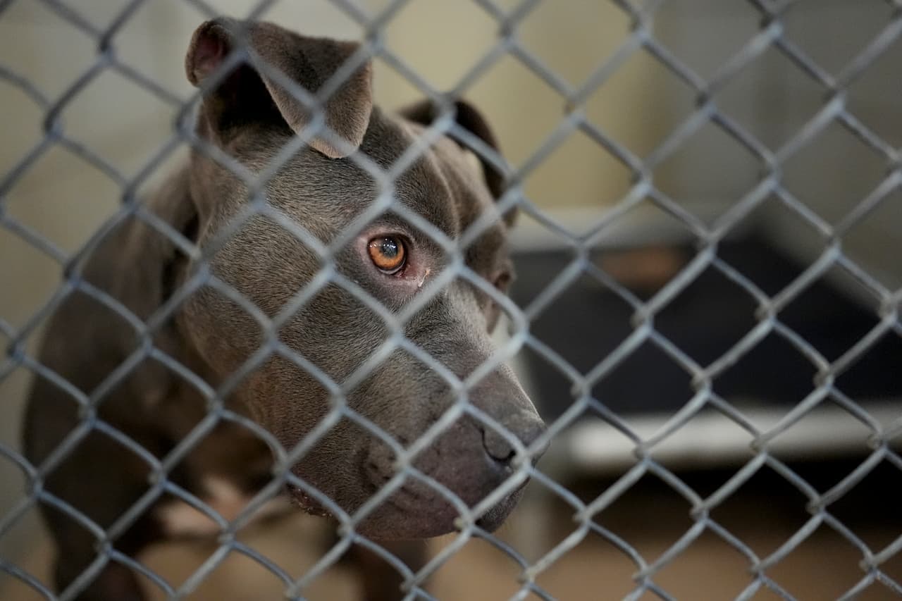 Una menor de 15 años de Arkansas muere por el ataque de una jauría de perros rescatados que cuidaba