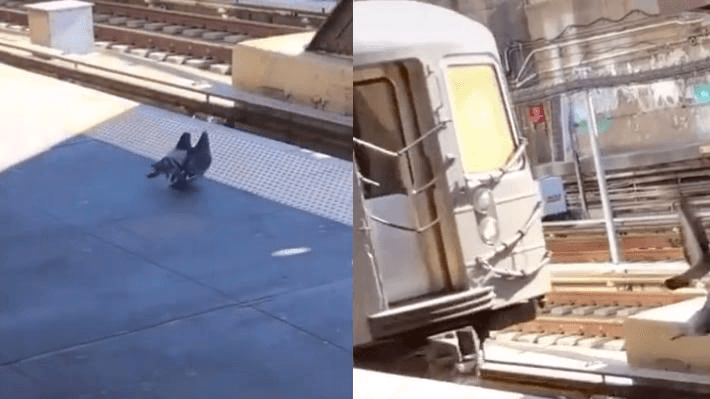 <b><a href="https://www.univision.com/local/nueva-york-wxtv/video-muestra-a-dos-palomas-empujar-a-una-tercera-hacia-las-vias-del-subway-de-nyc"><u>¿Pájaros asesinos?: Video muestra a dos palomas empujar a otra hacia las vías del subway de NYC</u></a></b>
<br>Un video que se viralizó en redes muestra lo que parece ser un par de palomas arrojar sin piedad a una tercera hacia las vías del tren, justo cuando este se aproxima.