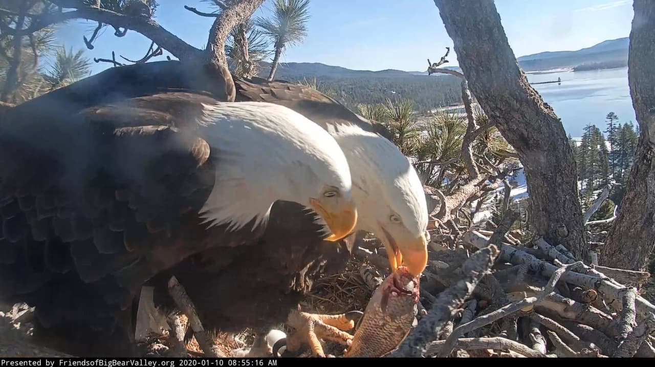 La cámara ha captado algunos acontecimientos de la pareja, que han incluido la puesta de huevos, alimentación de aguiluchos y, hasta la trágica pérdida de uno de sus polluelos.
<br>