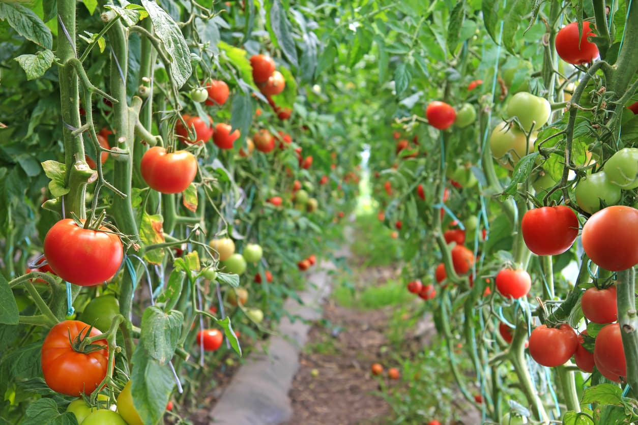 <b>Tomates.</b> Desde el año 96, la Agencia de Protección del Medio Ambiente (EPA) estudia y regula el uso de pesticidas y sus efectos en la salud.