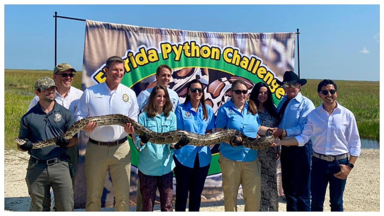 La pitón birmana es considerada una de las cinco especies de serpiente más grandes del mundo.