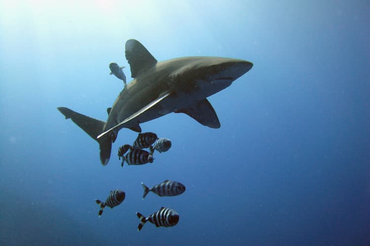Como grandes depredadores, los tiburones mantienen el equilibrio de los ecosistemas, evitando que otras especies marinas se sobrepoblen y agoten los recursos. Si los tiburones desaparecen, muchas otras especies también lo harán.