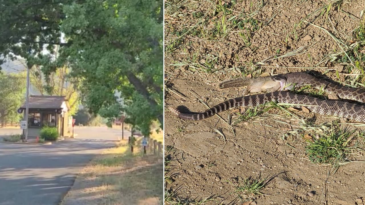 Dos excursionistas caminaban en el 
<a href="https://www.parks.ca.gov/?page_id=614" target="_blank">Parque Estatal Creek en Malibú</a> cuando fueron sorprendidas por una 
<a href="https://www.univision.com/entretenimiento/horoscopo-chino/serpiente">serpiente cascabel</a> la cual había atacado a una ardilla y la estaba engullendo. Todo quedó grabado en este 
<a href="https://www.univision.com/local/los-angeles-kmex/serpiente-cascabel-engulle-a-una-ardilla-en-parque-estatal-de-california-video">video</a>.