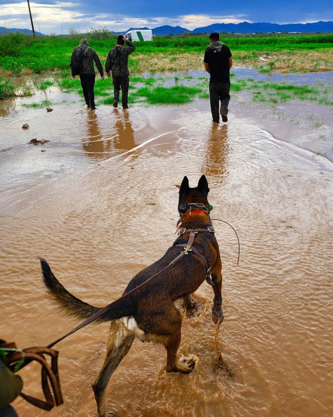 A pesar del agua estancada y los maizales un perro entrenado de la estación Douglas localizó a tres migrantes cerca de la frontera después de que las fuertes lluvias azotaran el área.