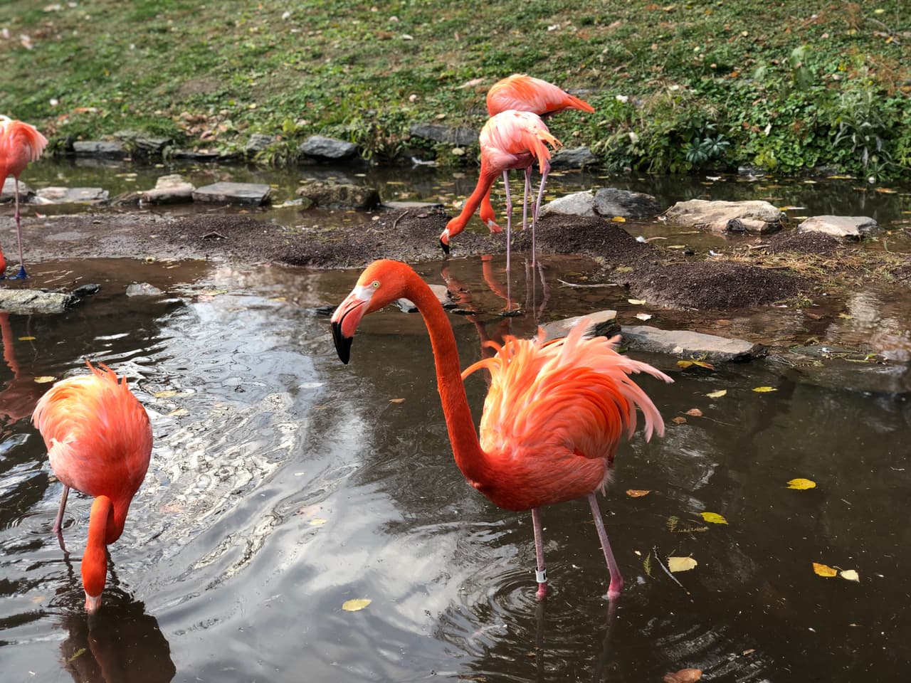 Nidos| Los nidos de los flamencos son muy fáciles de identificar porque tienen 
<b>forma de cono</b>. La base es ancha y tienen una depresión justo en el centro, donde se coloca el huevo. Son las hembras quienes crean el nido a base de barro, ramas y piedras.
<br>
<br>Reproducción| En la gran mayoría de los casos las hembras solo ponen 
<b>un huevo</b>. También pueden poner dos, aunque es raro que lo hagan. La puesta tiene lugar entre mayo y agosto, y la incubación dura aproximadamente un mes.
<br>
<br>