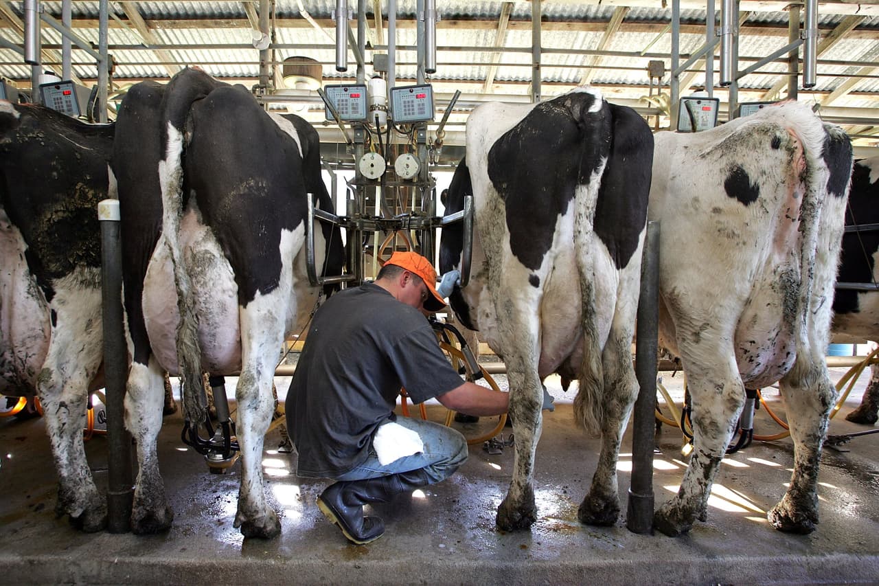 Aparte de la leche, la comercialización del ganado es otro importante ingreso a las arcas fiscales de California. Las ventas superan los 3 mil millones de dólares, siendo los condados de Kings, Tulare, Merced e Imperial uno de los principales exponentes.