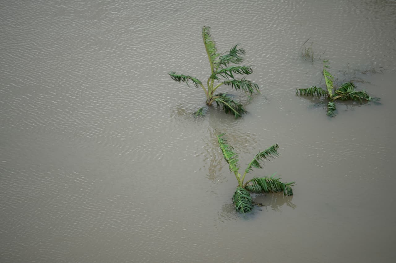 Los campos de la zona agrícola de Yubacoa afectados por la inundación.