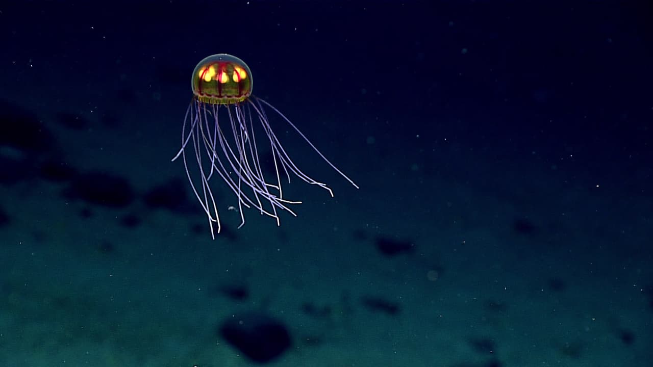 Tenga siempre presente todas estas recomendaciones y advertencias antes de entrar al mar.