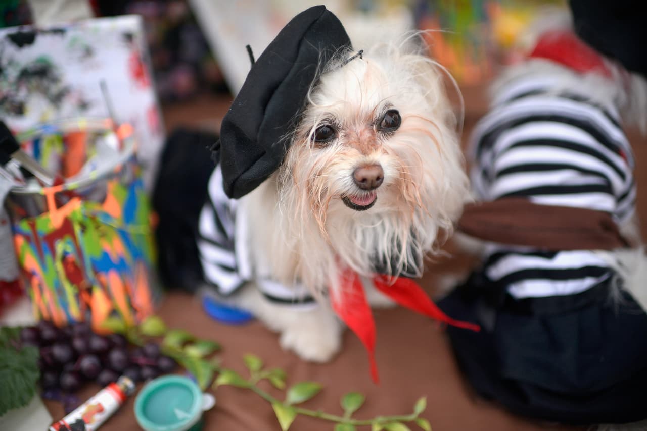 Alertan por dulces de Halloween que pueden ser mortales para animales 