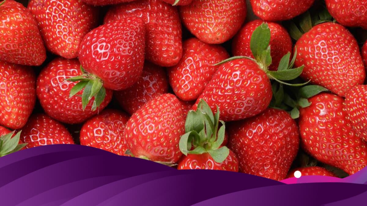 <b>1. Fresas:</b> estas deliciosas frutas encabezaron la lista del año anterior y son un cultivo en el que se usan muchos pesticidas y también gases tóxicos antes de la siembra. Según el informe, 
<b>las fresas son los productos frescos con mayor probabilidad de estar contaminados con residuos de pesticidas</b>, incluso después de cosecharse, enjuagarse en el campo y lavarse antes de comer. Por eso encabezan la lista. 
<br>
<br>
<b>Mira también:</b> 
<b><a href="https://www.univision.com/noticias/salud/las-verduras-y-frutas-mas-sucias-vs-las-mas-limpias-estos-son-los-alimentos-con-mas-y-menos-pesticidas-fotos">Las verduras y frutas más sucias vs. las más limpias: estos son los alimentos con más y menos pesticidas</a></b>