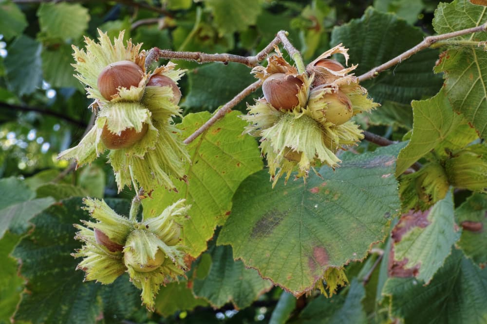 El avellano también es un árbol que atrae buena suerte para Piscis, pues los rodeará de buenas vibraciones.