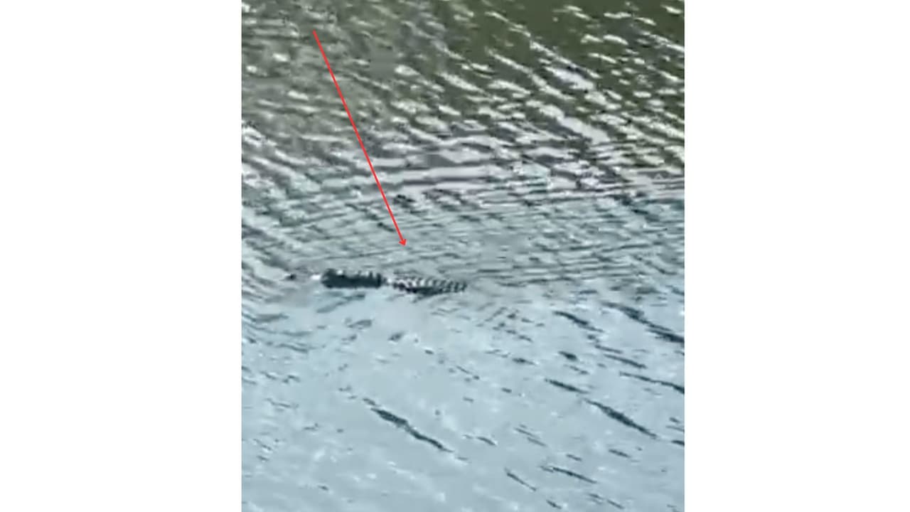 El 
<b>caimán se le ha visto nadando por las aguas de día</b>, pero las autoridades advierten que 
<b>es peligroso nadar de noche por este arroyo</b>, ya que es cuando el animal se mueve más por la zona.