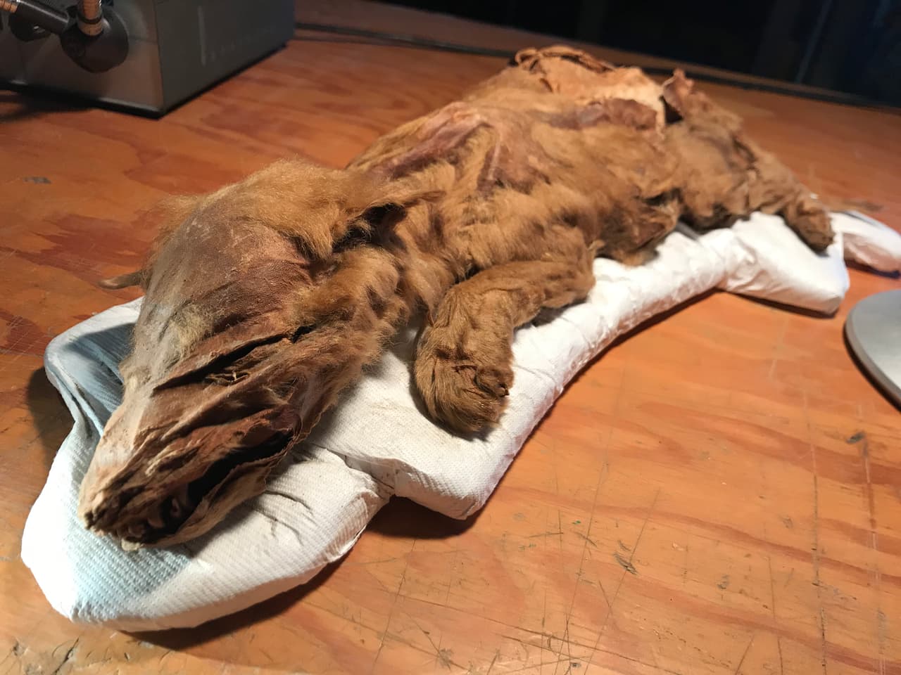 Son de la Era del Hielo, pero fueron encontrados en impecable estado de conservación
