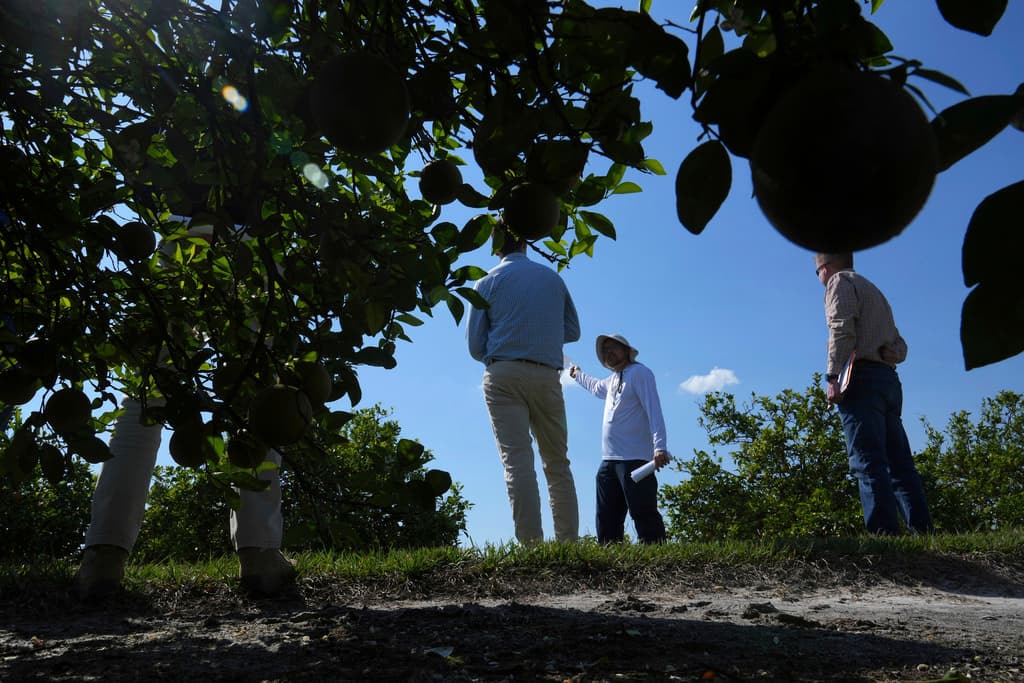 Plagas, huracanes y despidos: el drama que viven los migrantes en los campos de naranja de Florida