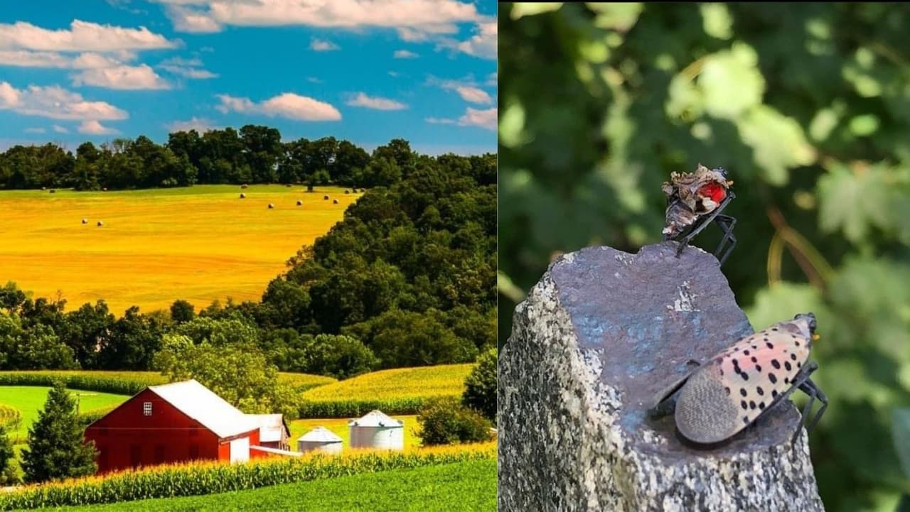 La mosca linterna manchada continúa siendo una de las principales amenazas para la industria agrícola, vinícola y maderera de Pensilvania. Estamos en plena temporada y el consejo del Departamento de Agricultura es fácil de seguir: aplástalo.