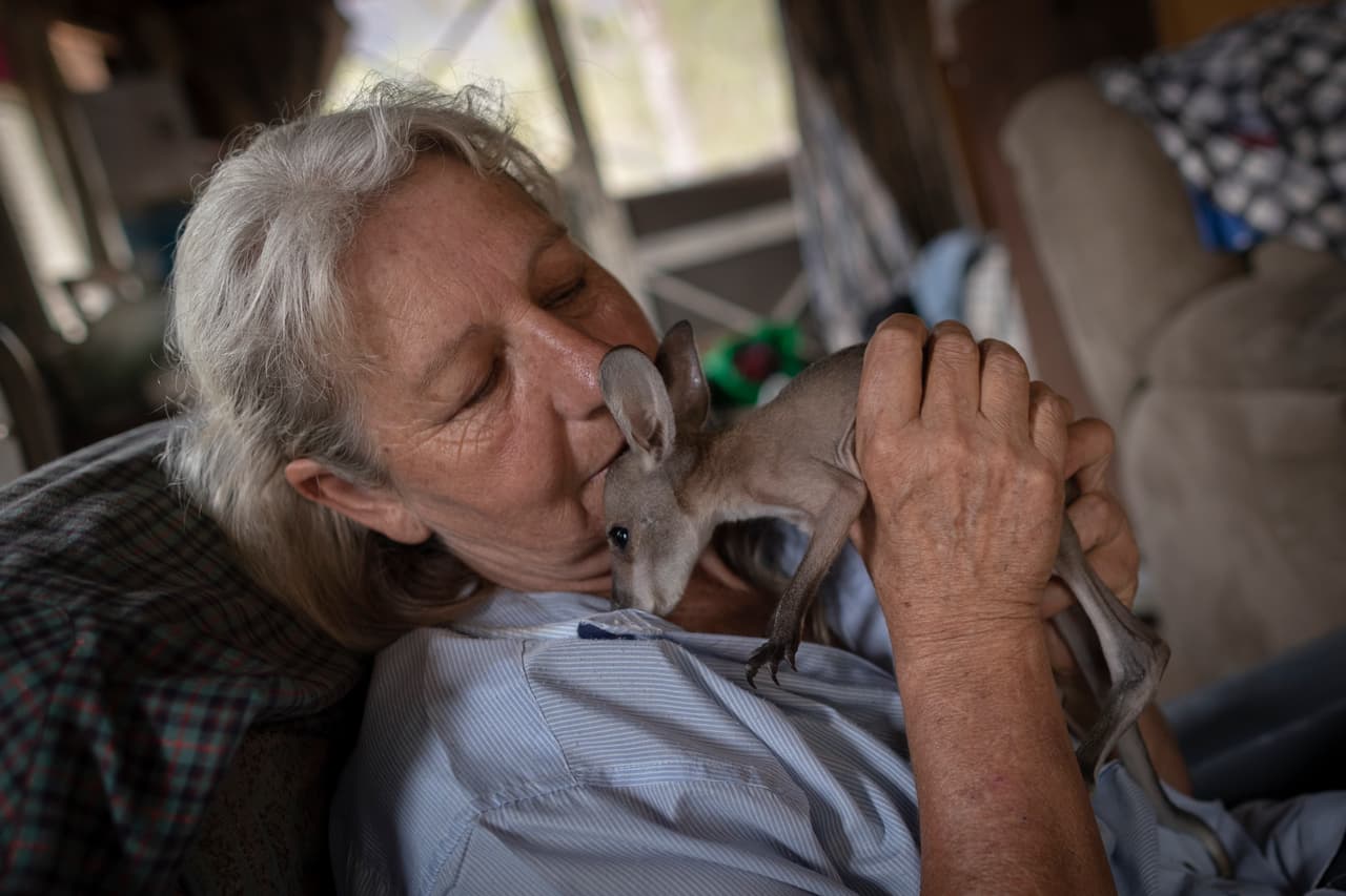 Julie Willis, una residente de Wytaliba, en el sureste de Australia, cuida a un bebé canguro que sobrevivió a un incendio. Junto a Gary Wilson, su compañero, rescató a medio centenar de estos animales en su propiedad, que estuvo a punto de ser devastada totalmente por el fuego. Los incendios forestales sin precedentes han carbonizado unas 40,000 millas cuadradas, lo que equivale aproximadamente al tamaño de Guatemala.