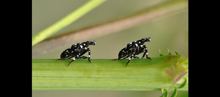 Expertos del Departamento de Agricultura citados en un reporte del diario 
<i>The New York Time</i>s advierten que estas moscas "
<a href="https://www.nytimes.com/2021/08/24/us/spotted-lanternfly-invasive-species.html" target="_blank">ponen huevos por docenas</a>; dejan savia en los árboles, las vides y los cultivos; y cuando se alimentan, excretan una sustancia dulce que provoca el crecimiento de moho negro".
<br>