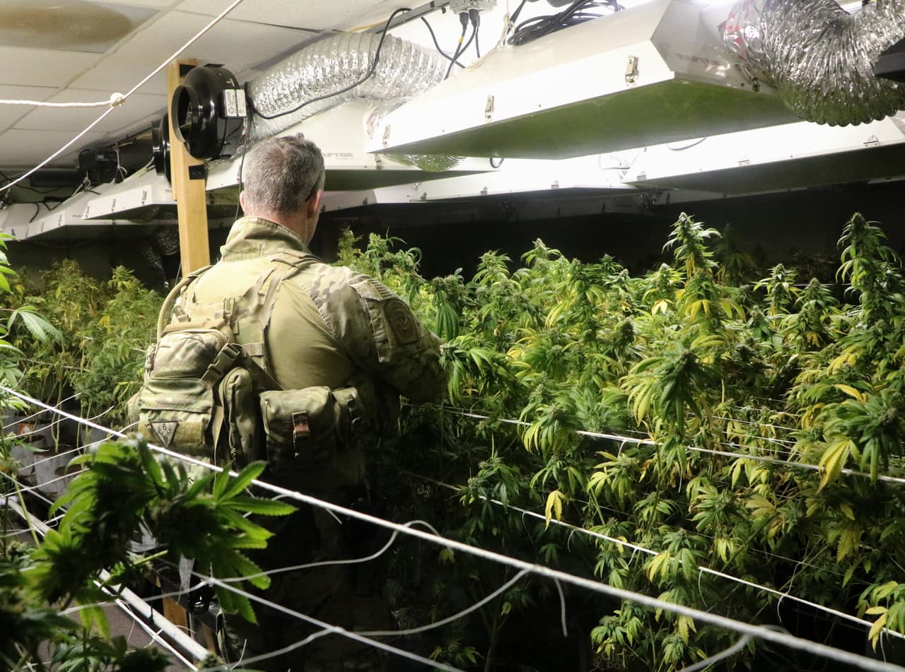 Un agente del equipo de tácticas especiales de la Patrulla fronteriza (Bortac) del sector de Tucson camina entre plantas de marihuana cultivadas ilegalmente incautadas durante una operación en Tonopah, Arizona.